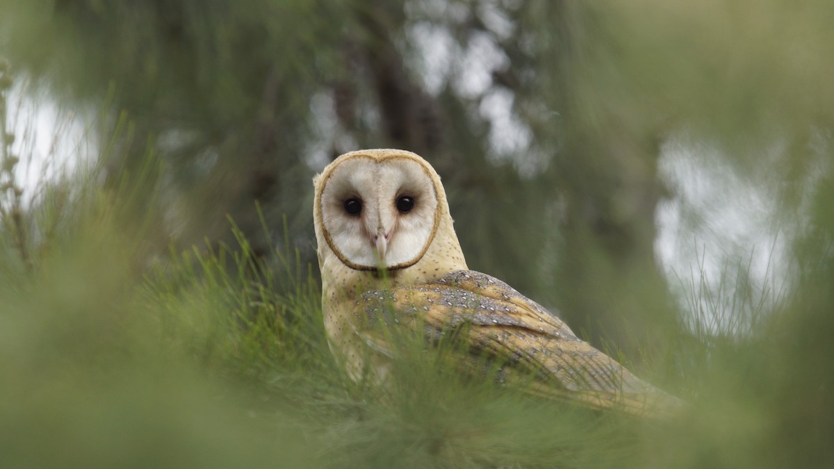 Barn Owl - ML620732133