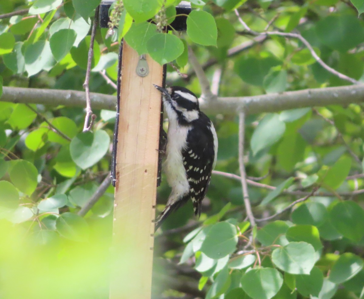 Downy Woodpecker - ML620732136