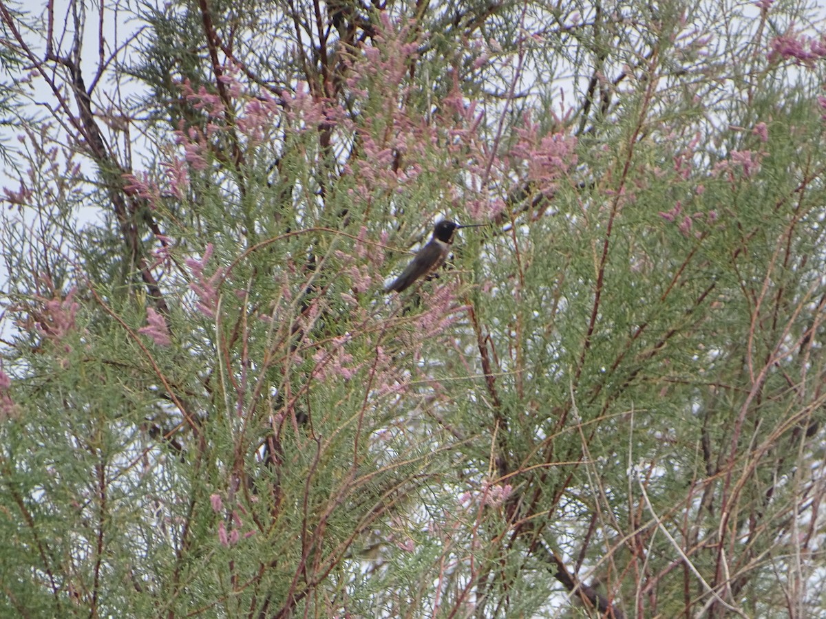 Black-chinned Hummingbird - ML620732137