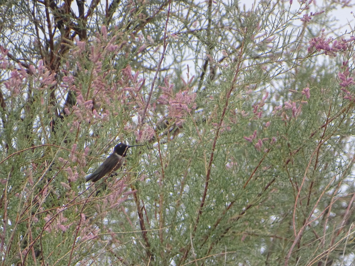 Black-chinned Hummingbird - ML620732138