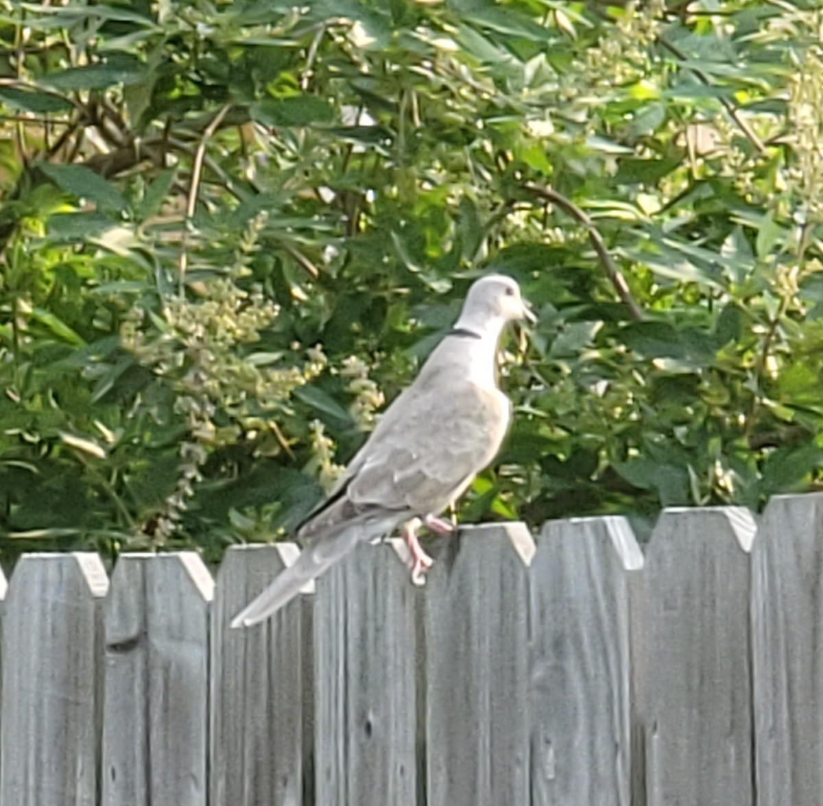 Eurasian Collared-Dove - ML620732139