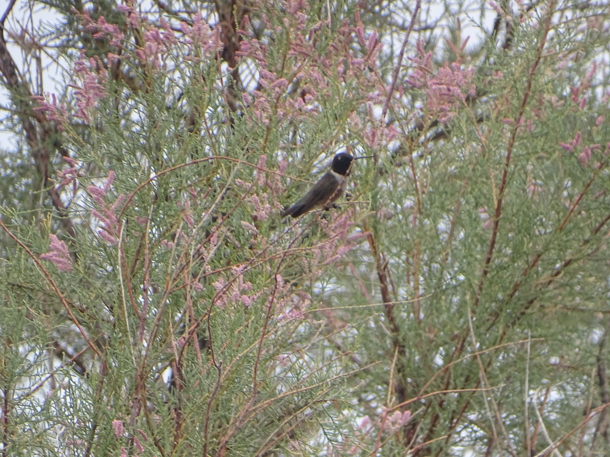 Black-chinned Hummingbird - ML620732141