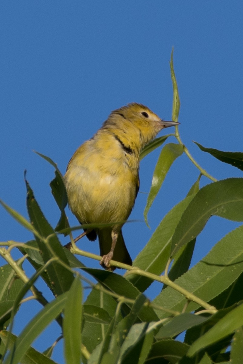 Paruline jaune - ML620732142