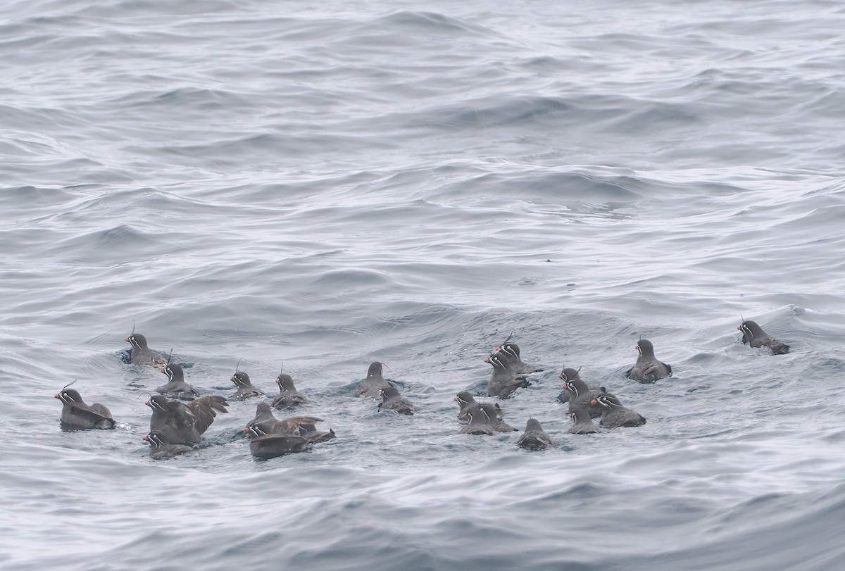 Whiskered Auklet - ML620732147