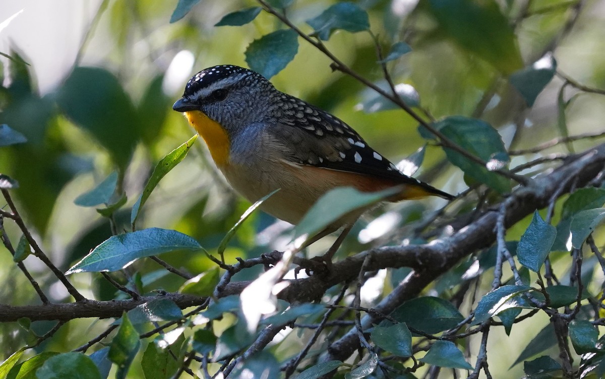 Pardalote Moteado - ML620732148