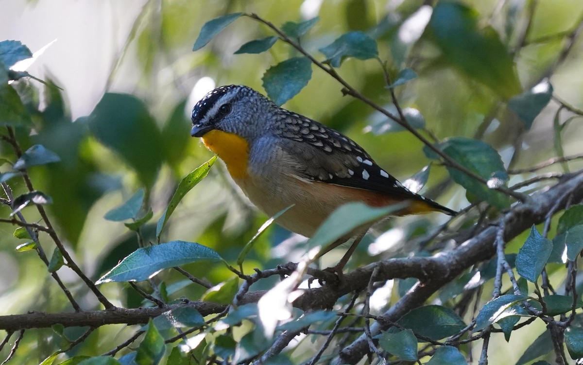 Pardalote pointillé - ML620732149