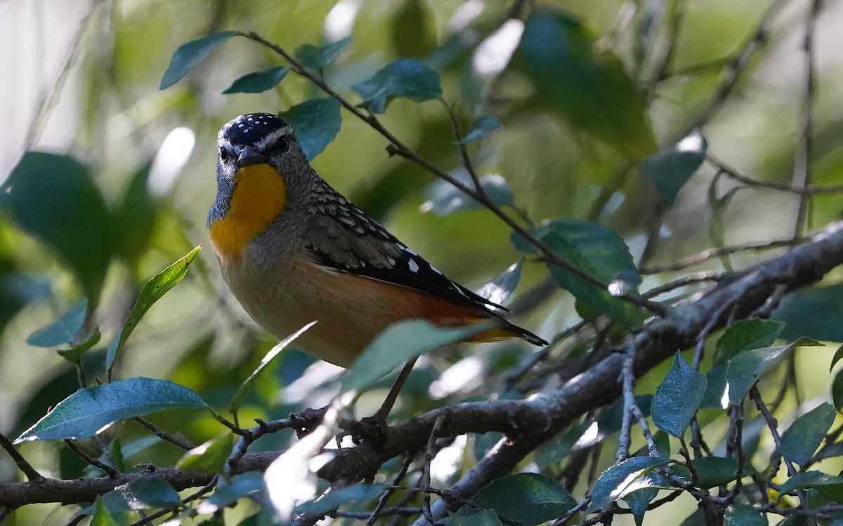 Pardalote Moteado - ML620732150