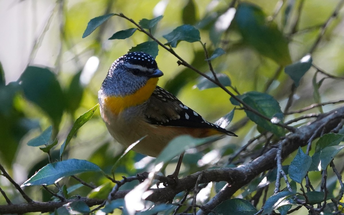 Spotted Pardalote - ML620732151