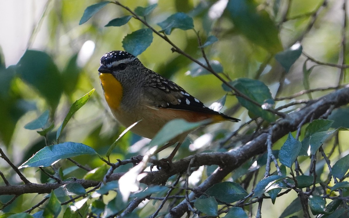 Pardalote Moteado - ML620732153