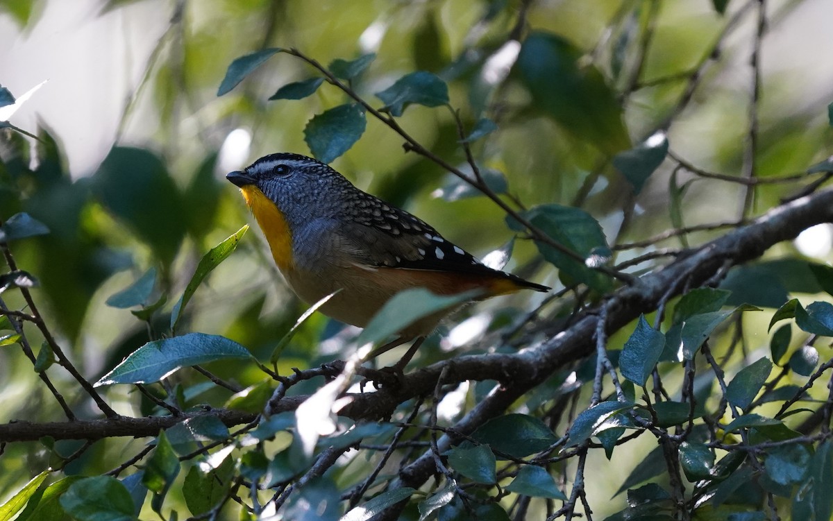 Pardalote pointillé - ML620732154