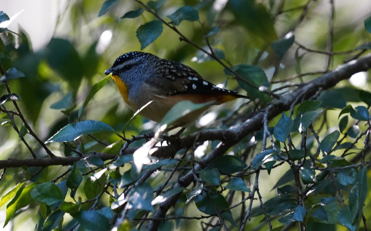 Fleckenpanthervogel - ML620732155