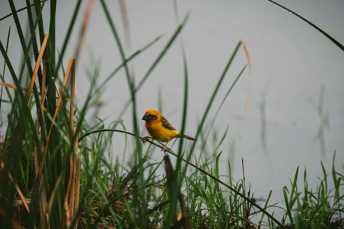 Asian Golden Weaver - ML620732157