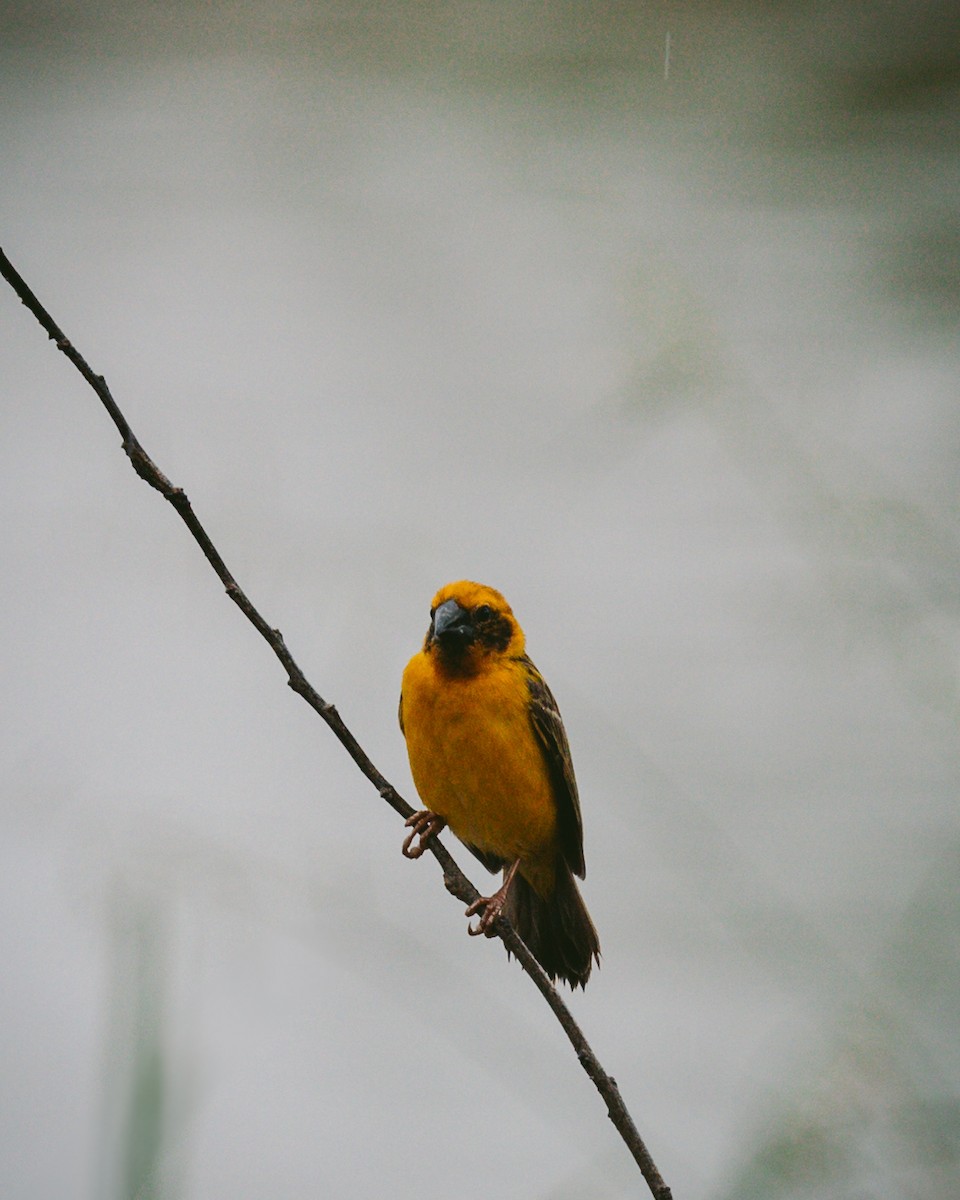 Asian Golden Weaver - ML620732159