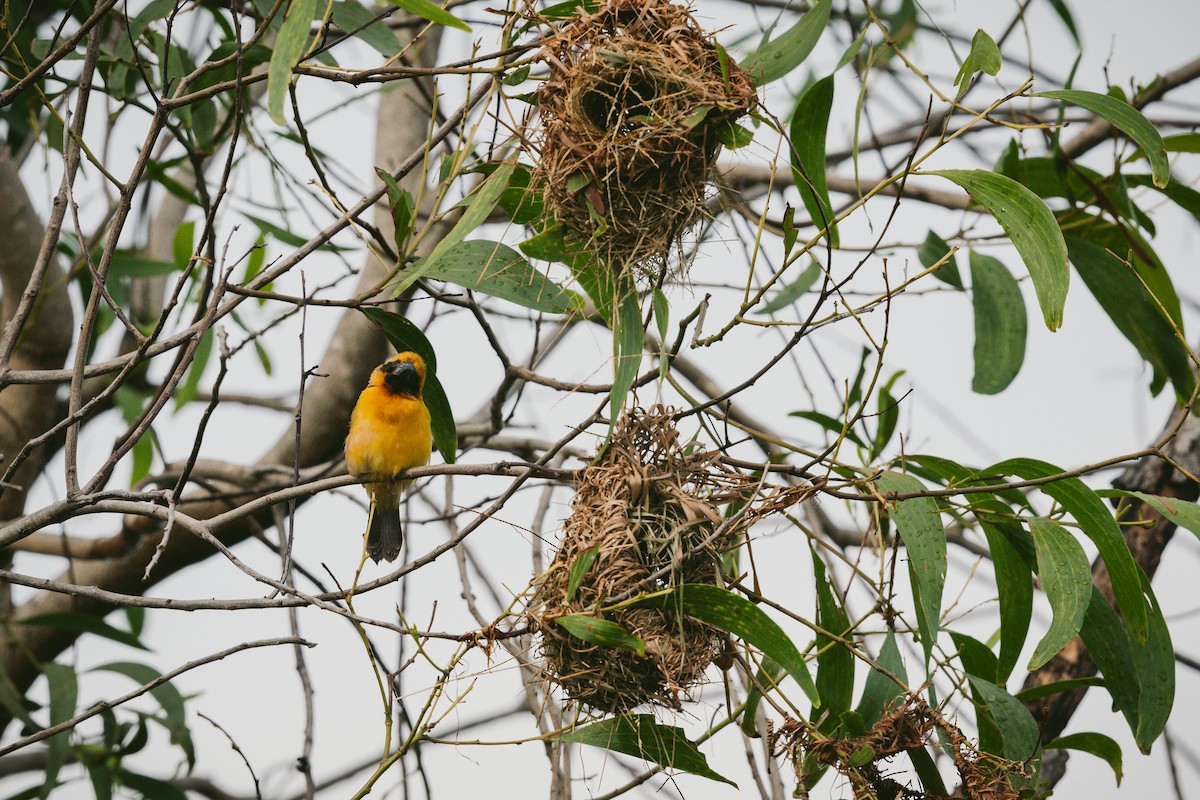 Asian Golden Weaver - ML620732160