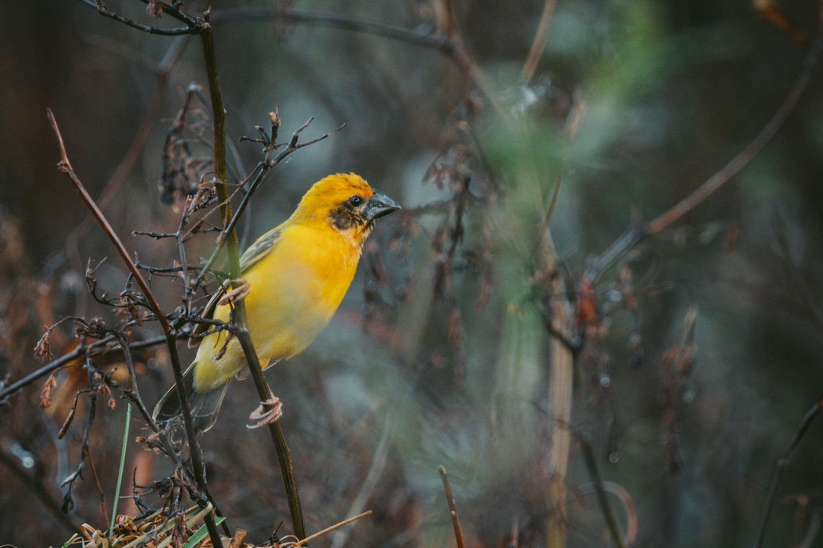 Asian Golden Weaver - ML620732161