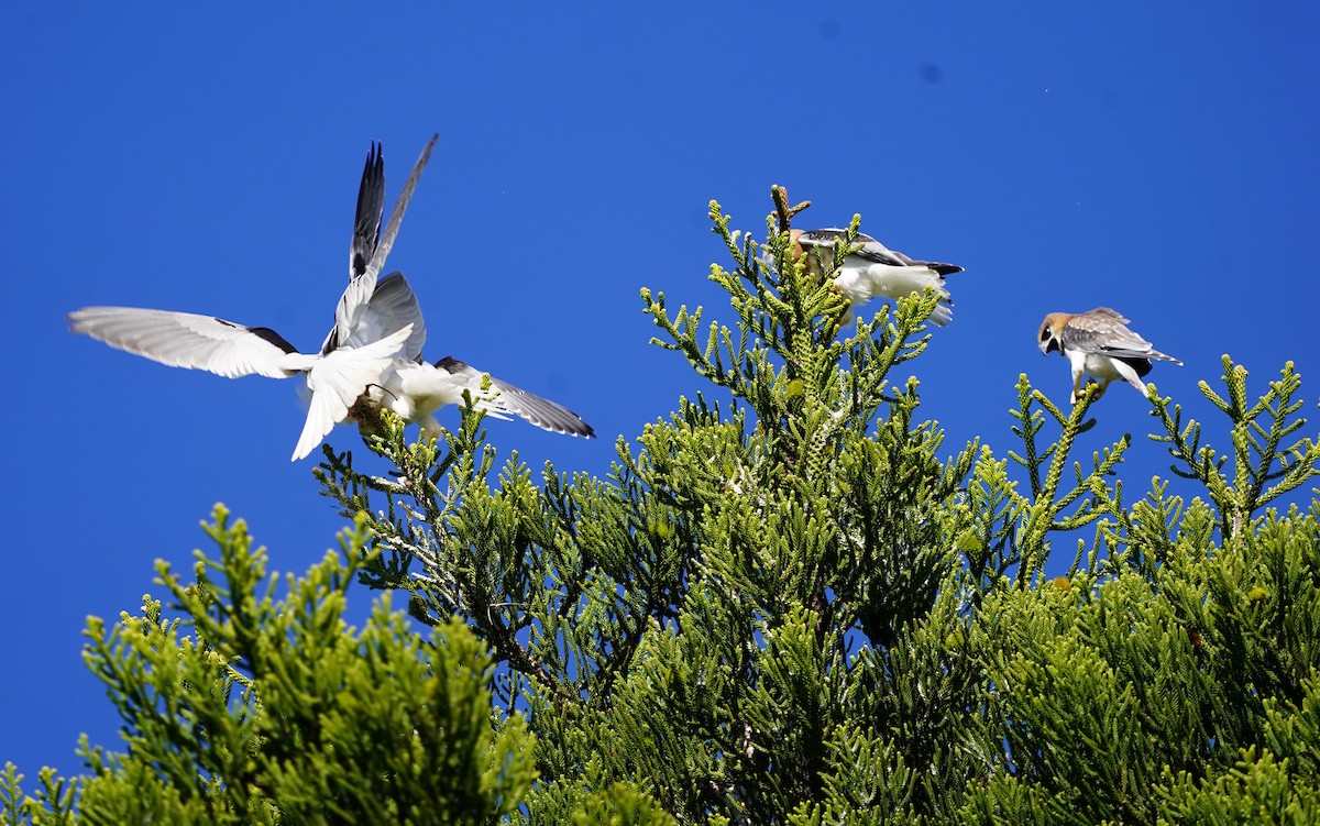 Black-shouldered Kite - ML620732162