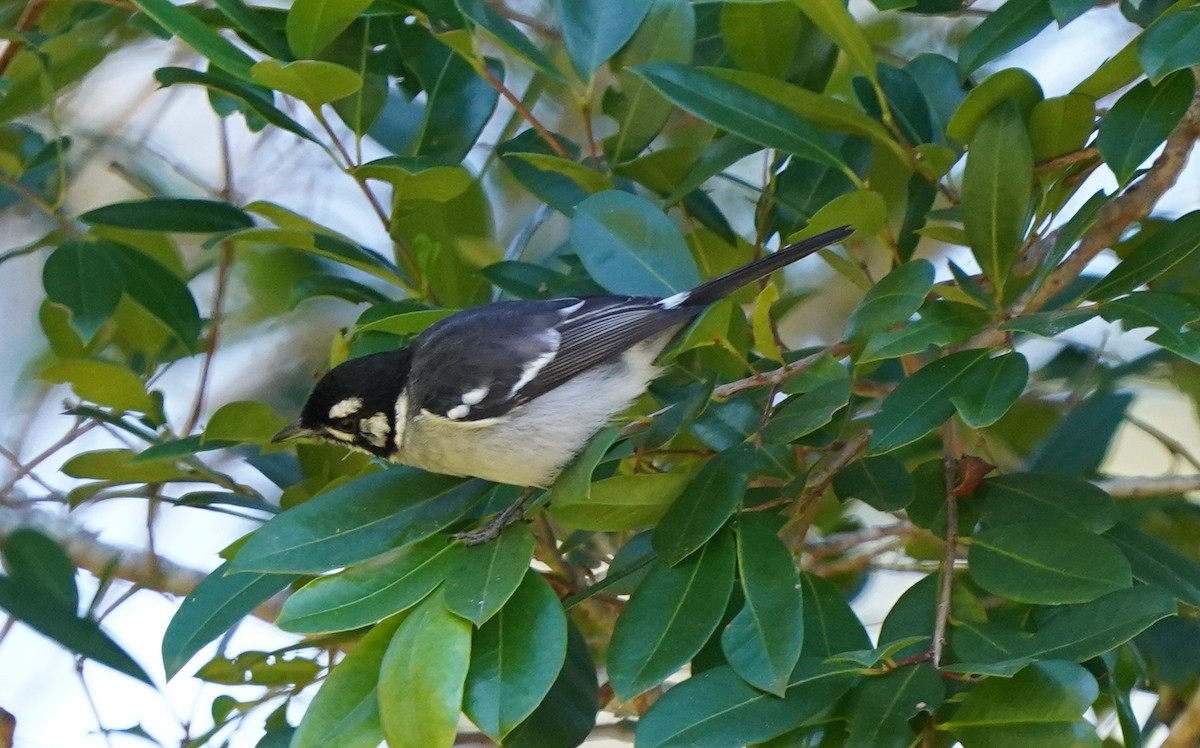 White-eared Monarch - ML620732163