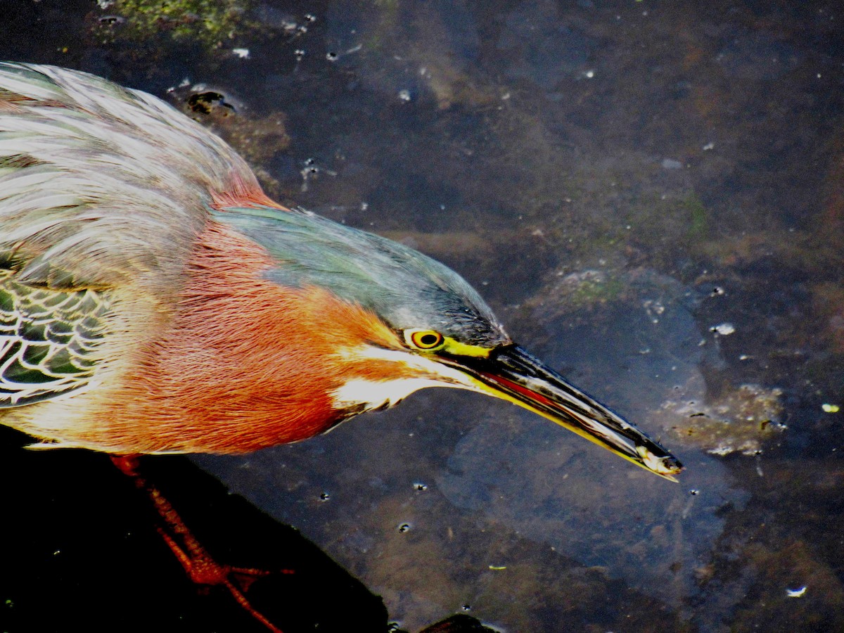 Green Heron - ML620732166