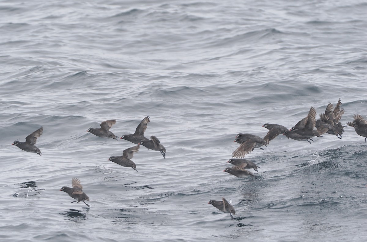 Whiskered Auklet - ML620732167