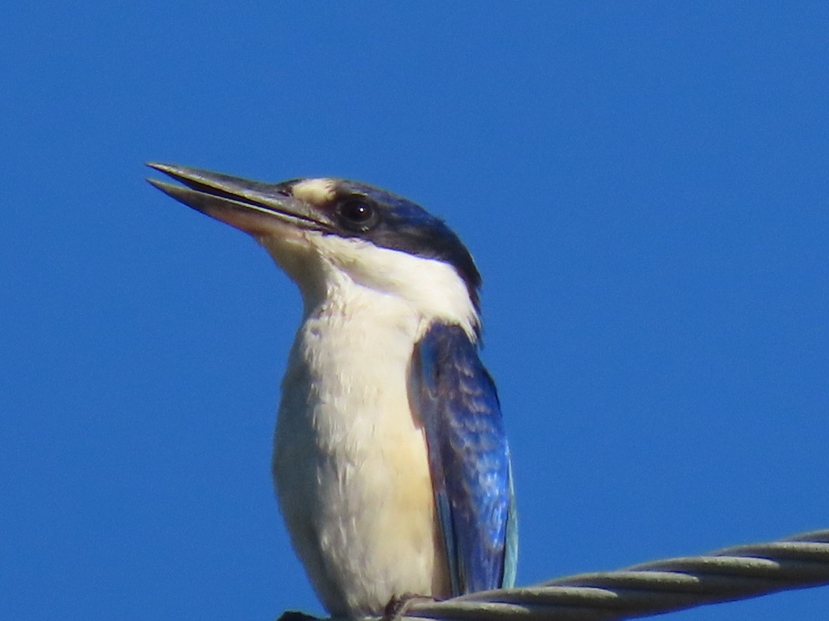 Forest Kingfisher - ML620732169