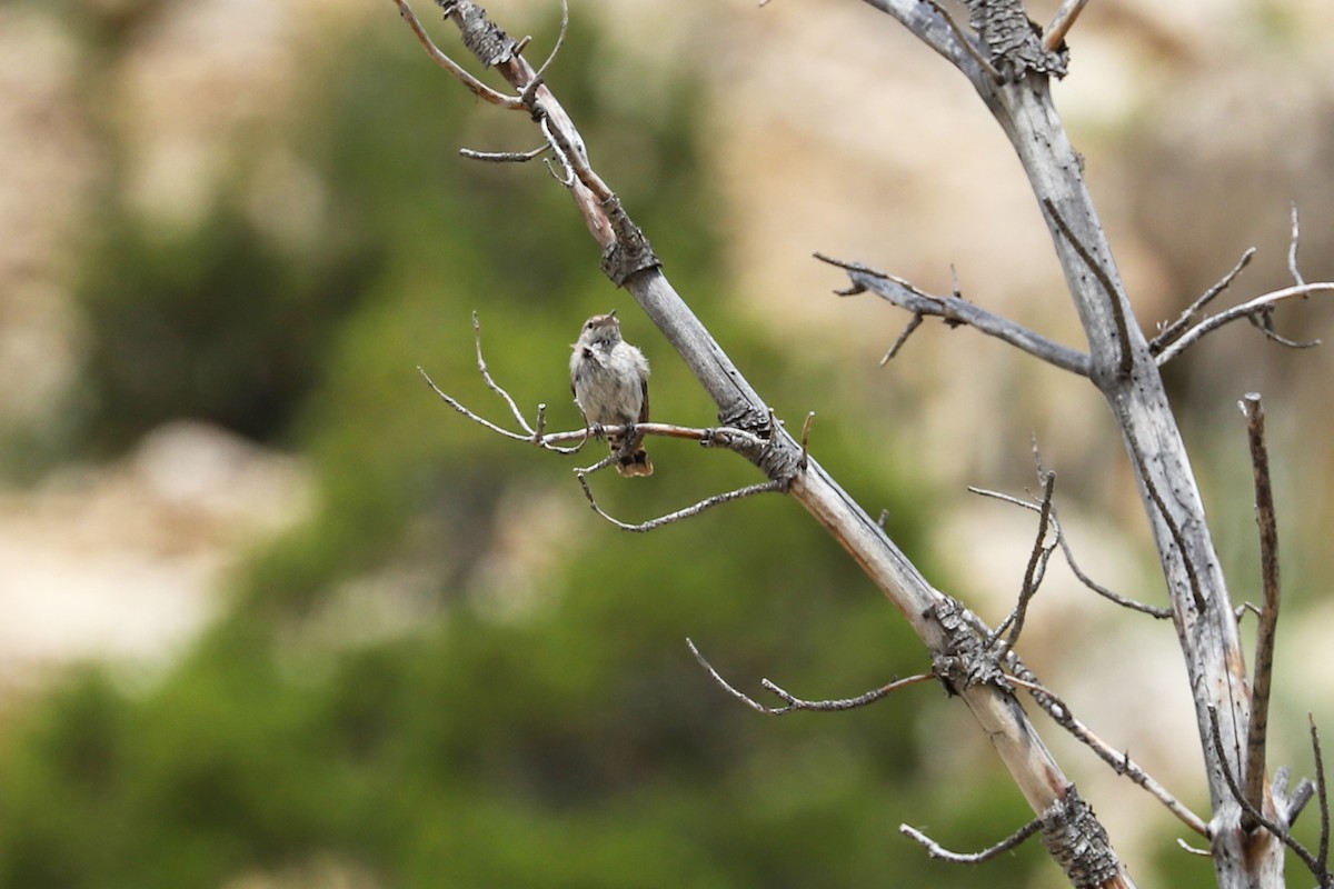 Troglodyte des rochers - ML620732170