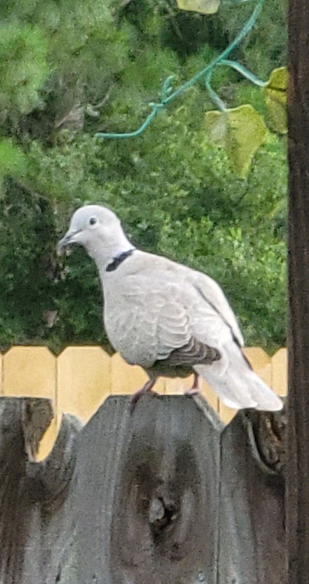 Eurasian Collared-Dove - ML620732171