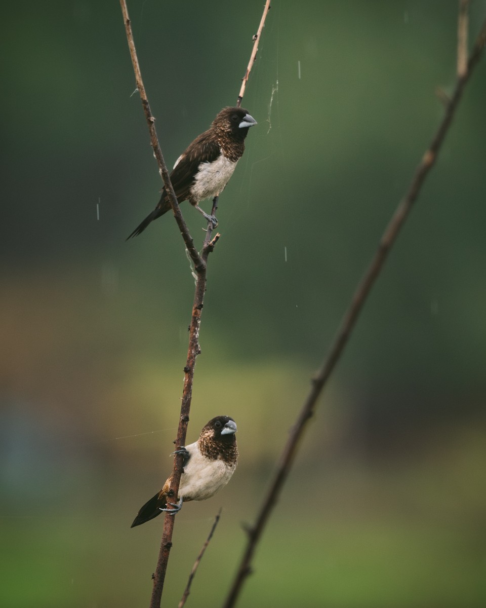 White-rumped Munia - ML620732174