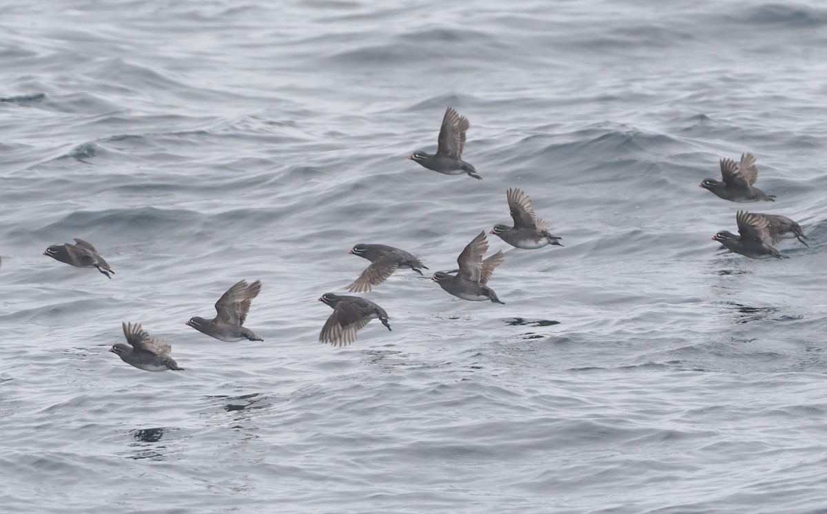 Whiskered Auklet - ML620732175