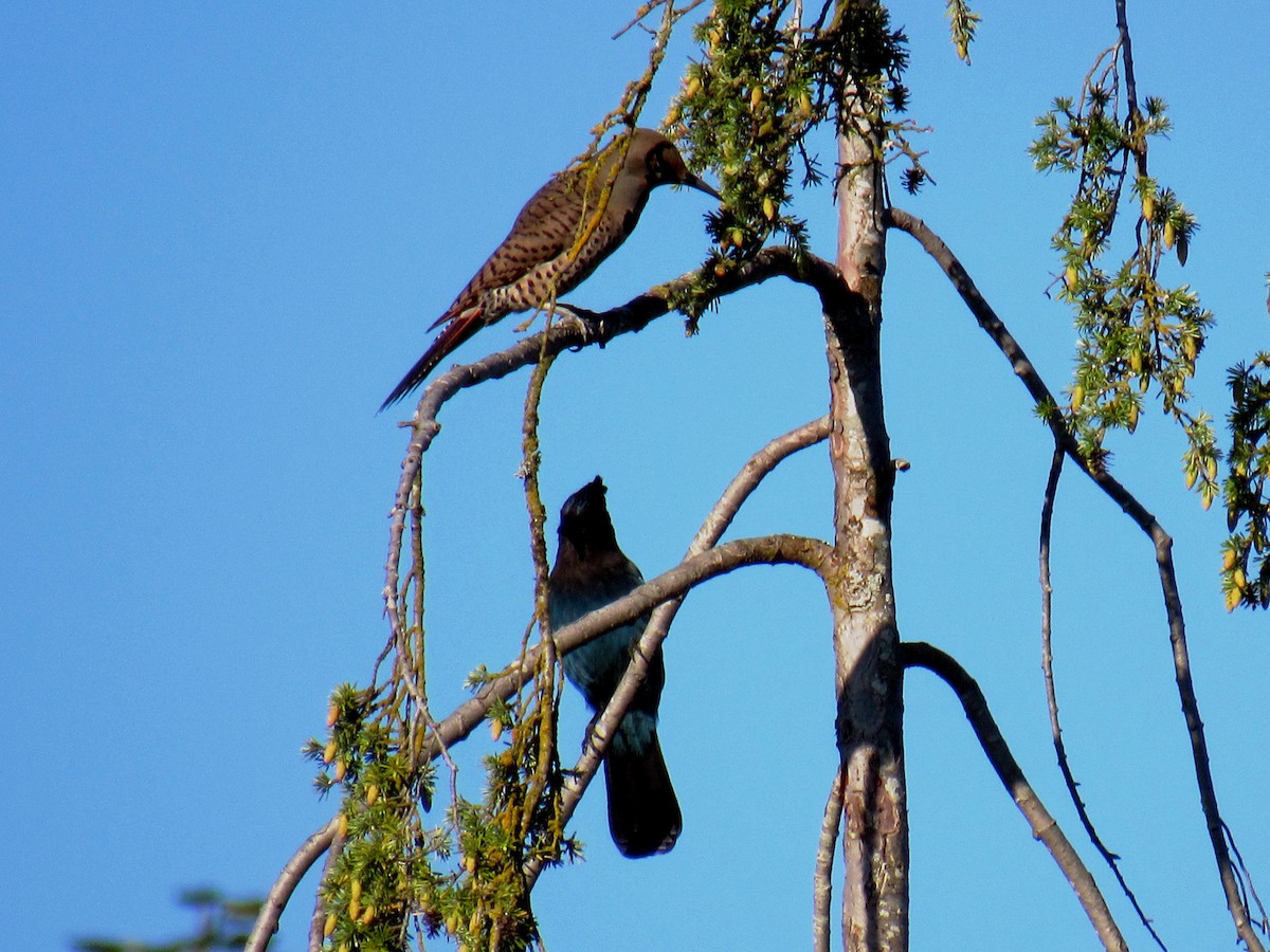 Steller's Jay - ML620732176