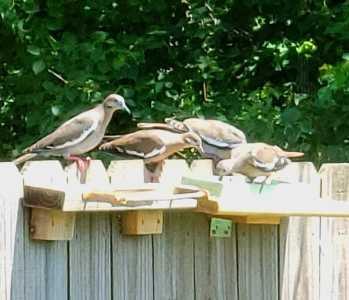 White-winged Dove - Mindy Read Brown