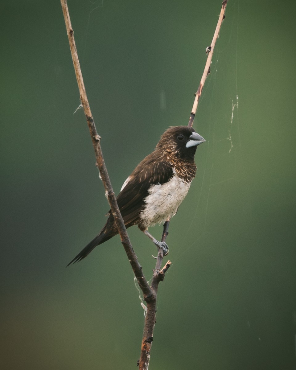 White-rumped Munia - ML620732178