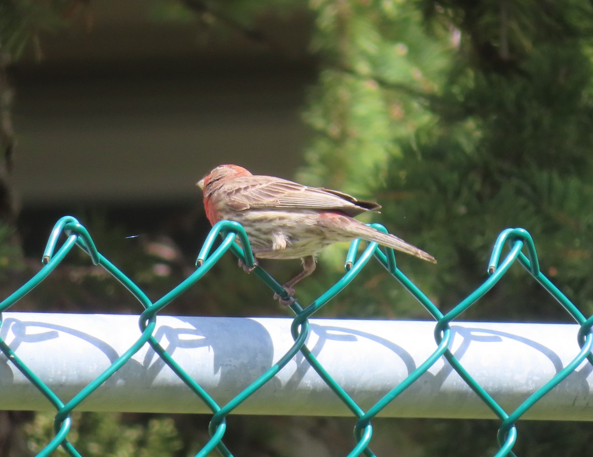 House Finch - ML620732179