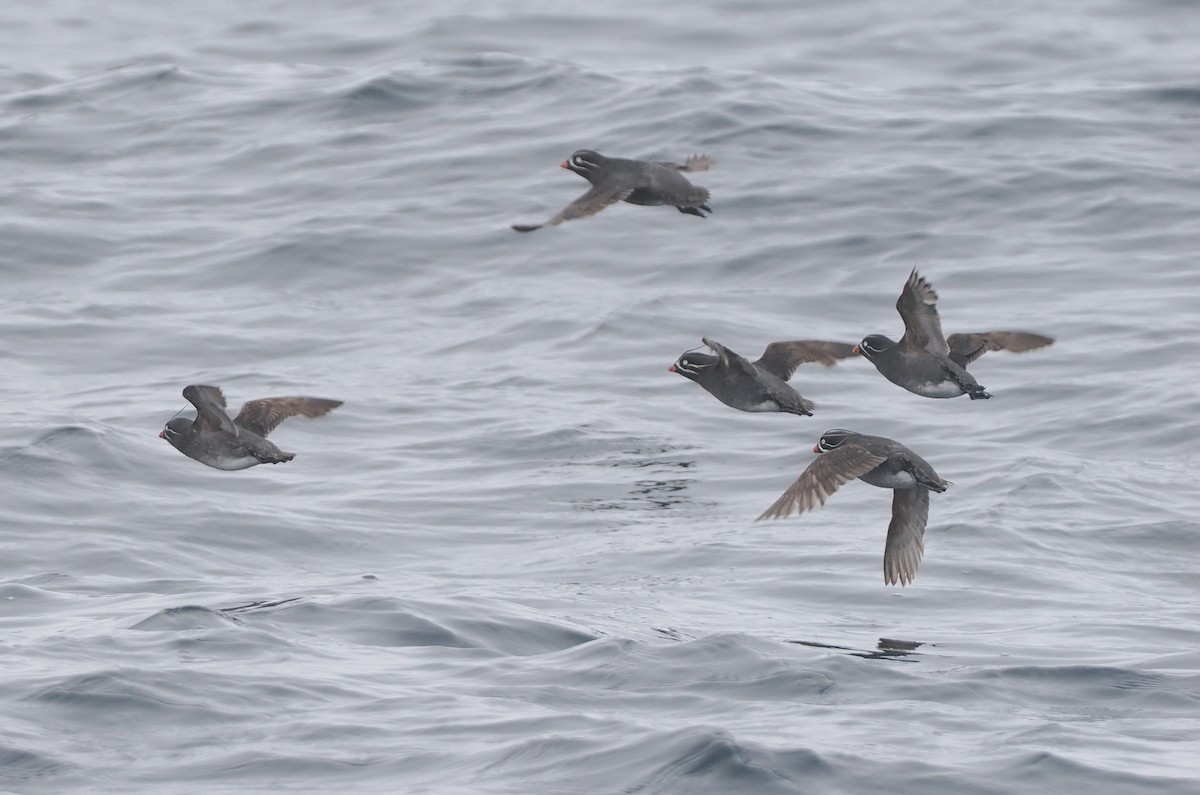 Whiskered Auklet - ML620732180