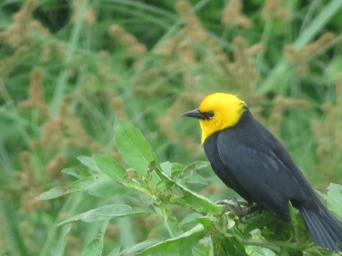 Yellow-hooded Blackbird - ML620732182