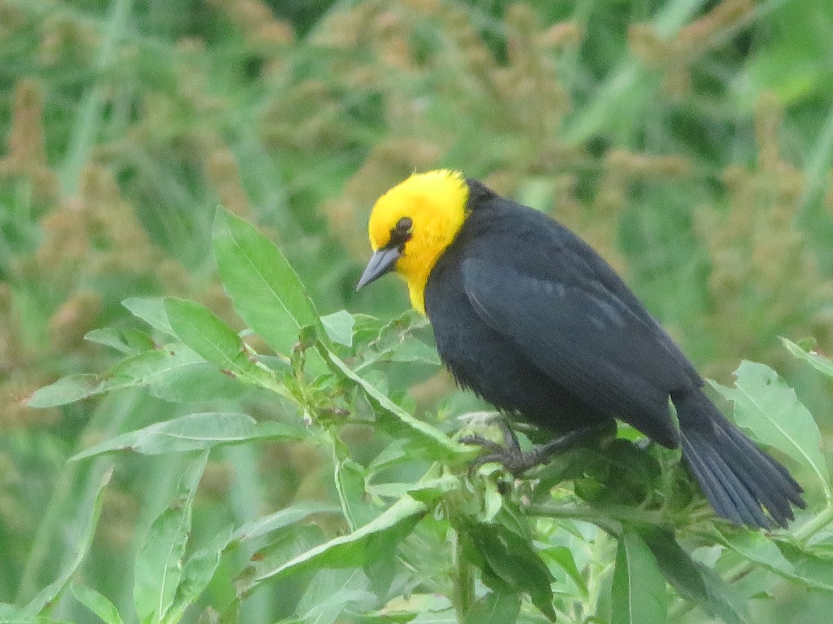 Yellow-hooded Blackbird - ML620732183