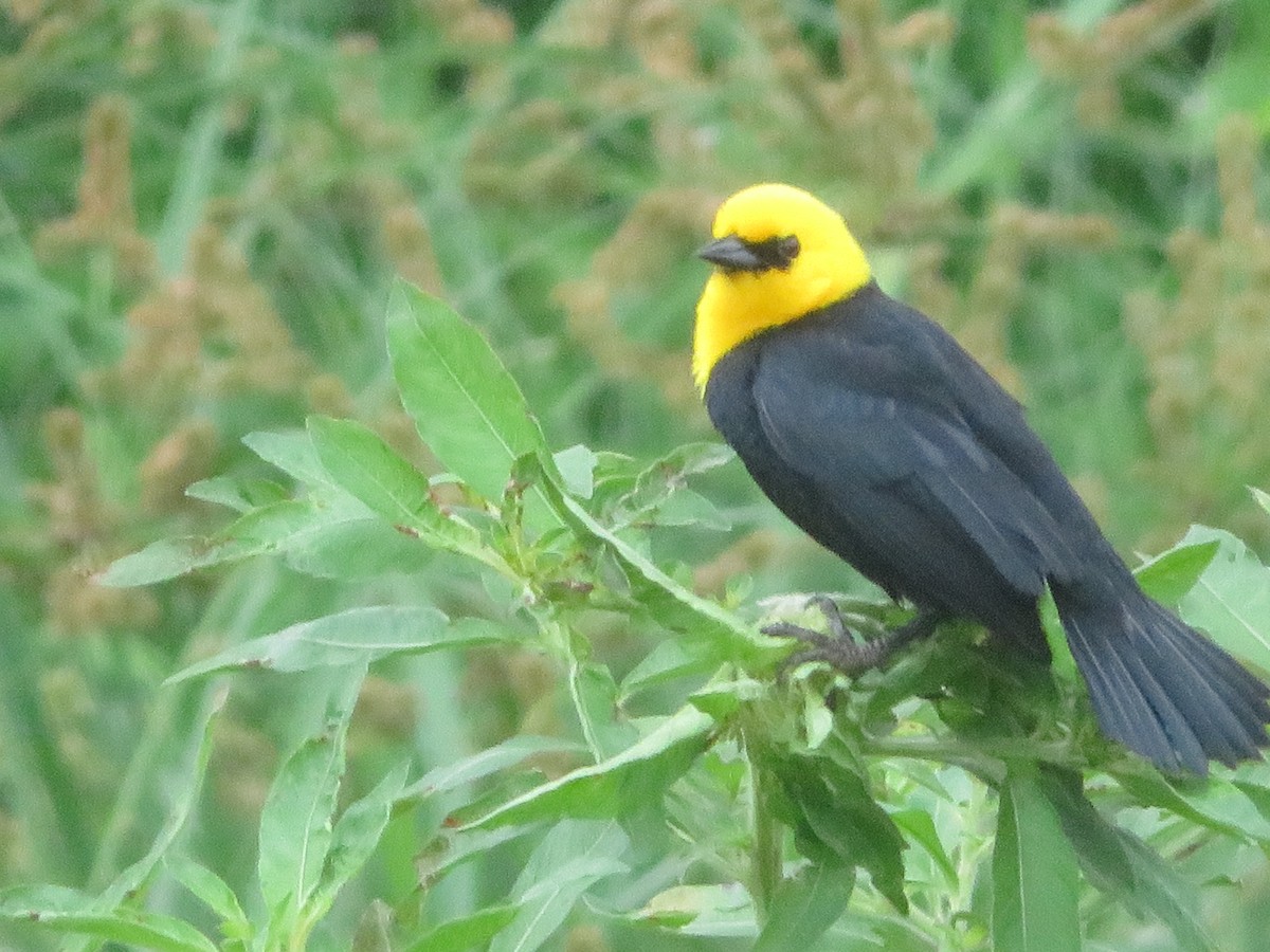 Yellow-hooded Blackbird - ML620732184