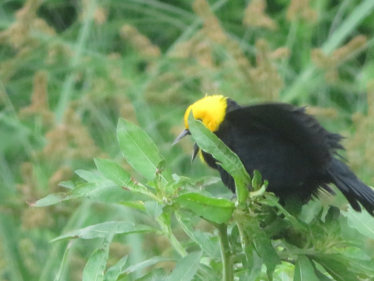 Yellow-hooded Blackbird - ML620732185