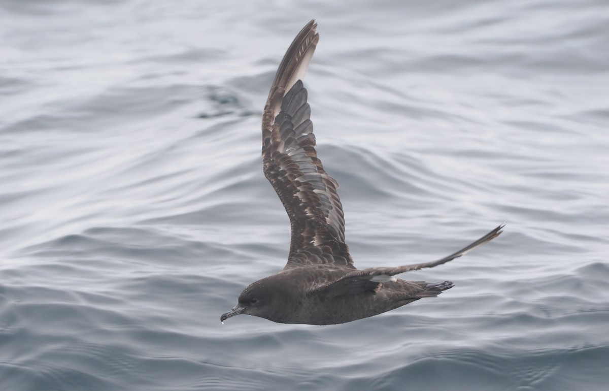 Puffin à bec grêle - ML620732194