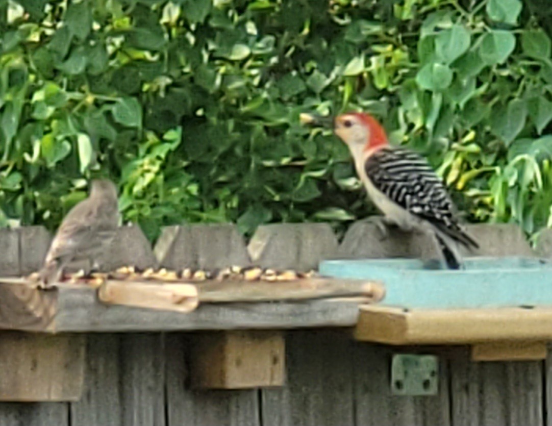 Red-bellied Woodpecker - Mindy Read Brown