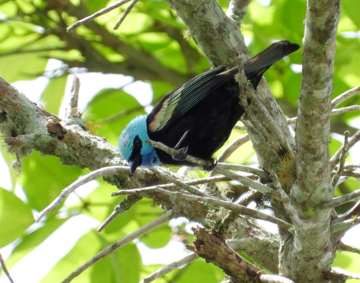 Blue-necked Tanager - ML620732197