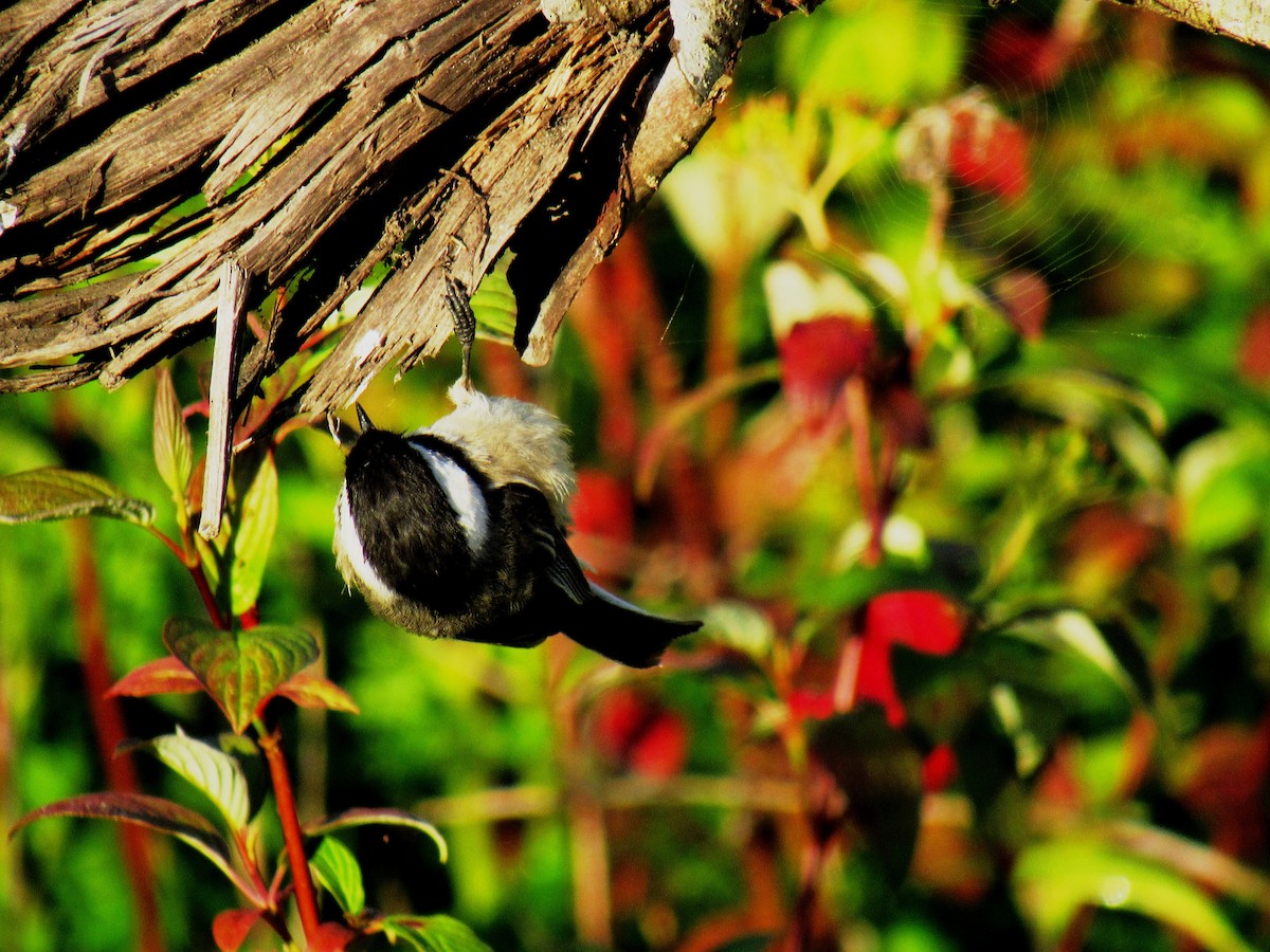 Black-capped Chickadee - ML620732199