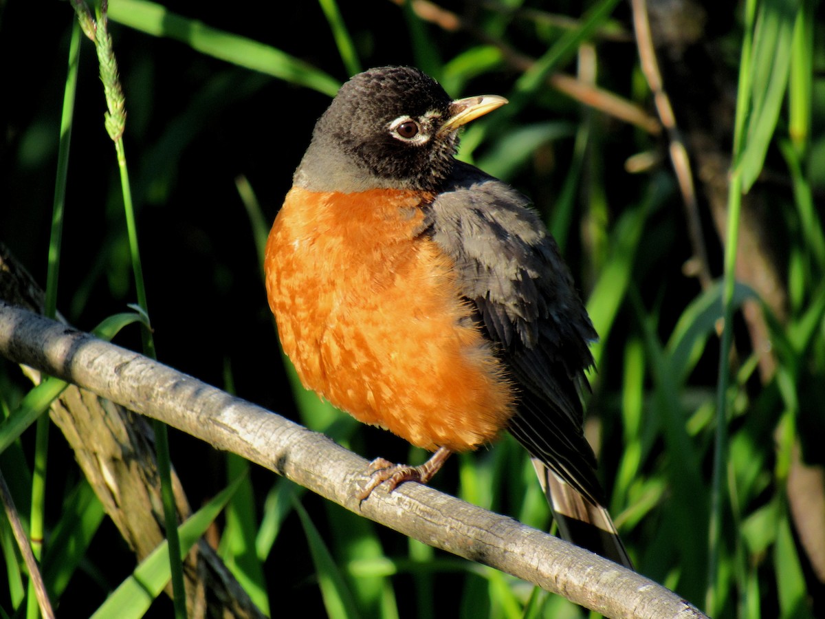 American Robin - ML620732201