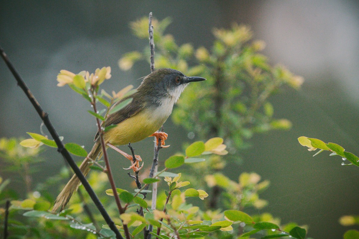 Yellow-bellied Prinia - ML620732202