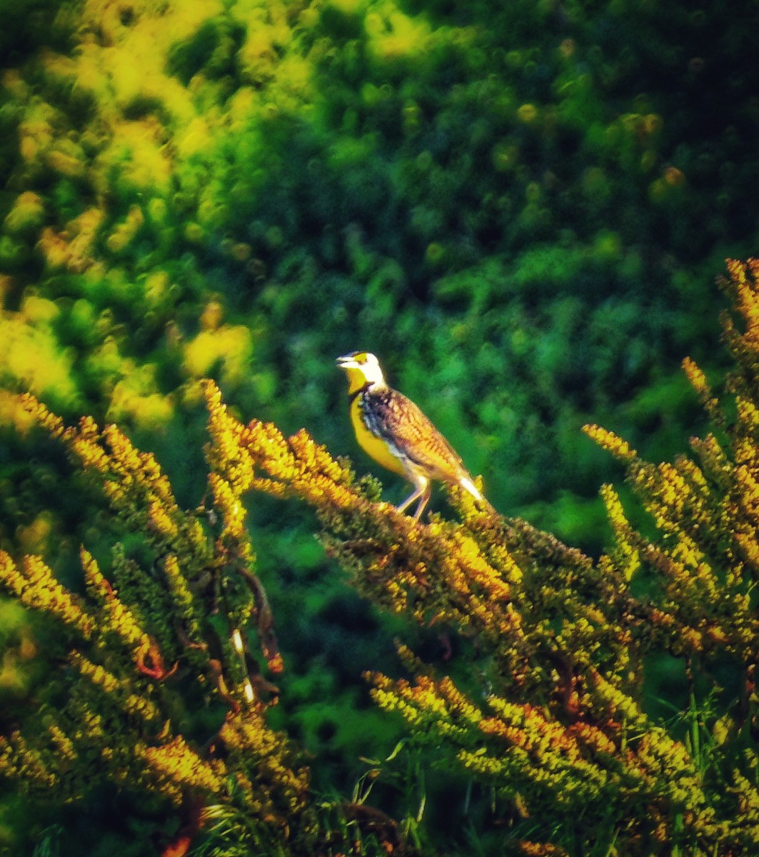 Eastern Meadowlark - ML620732203