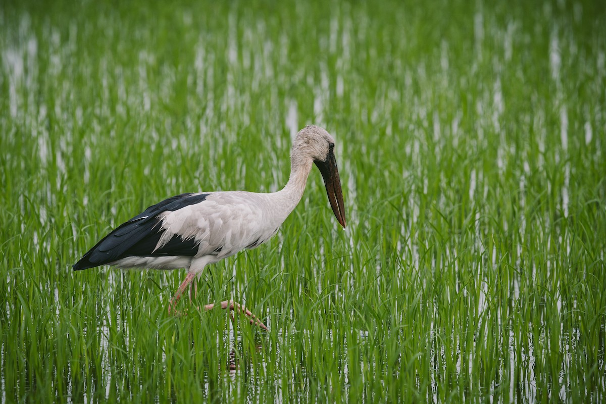 Asian Openbill - ML620732205