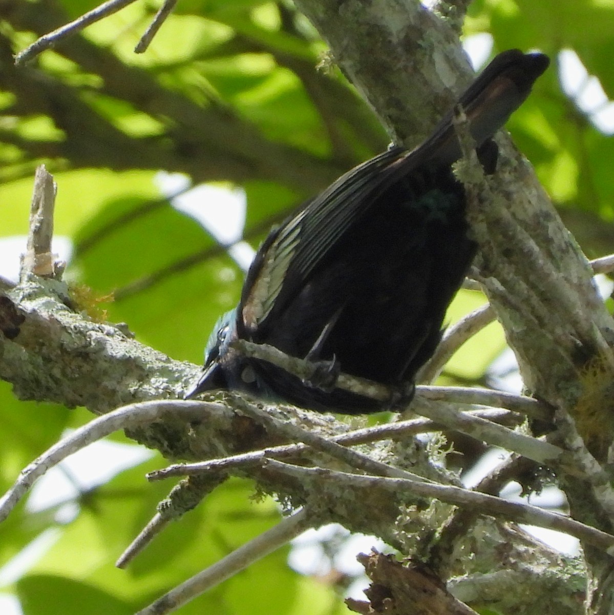 Blue-necked Tanager - ML620732207