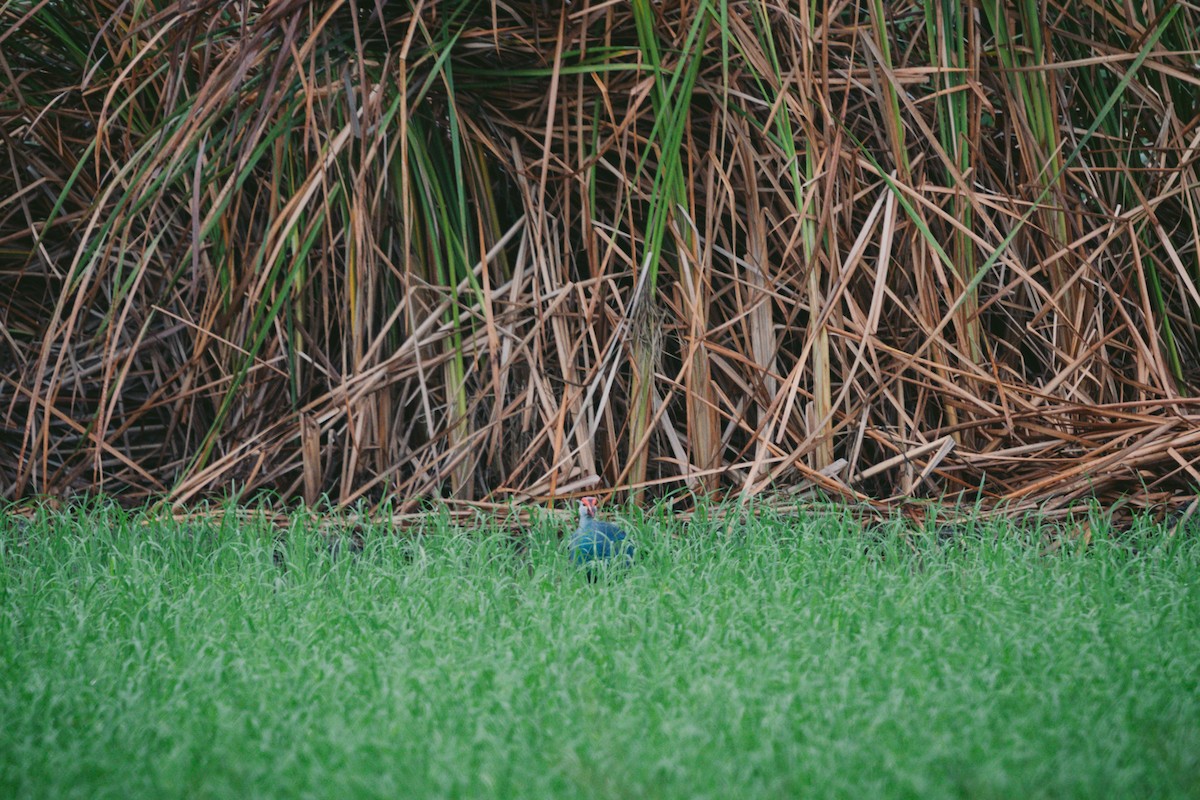 Gray-headed Swamphen - ML620732208