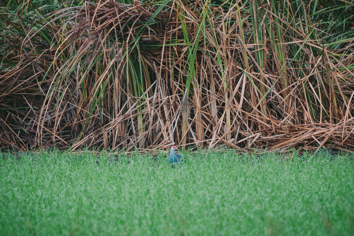 Gray-headed Swamphen - ML620732209