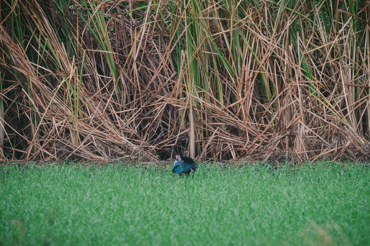 Gray-headed Swamphen - ML620732210