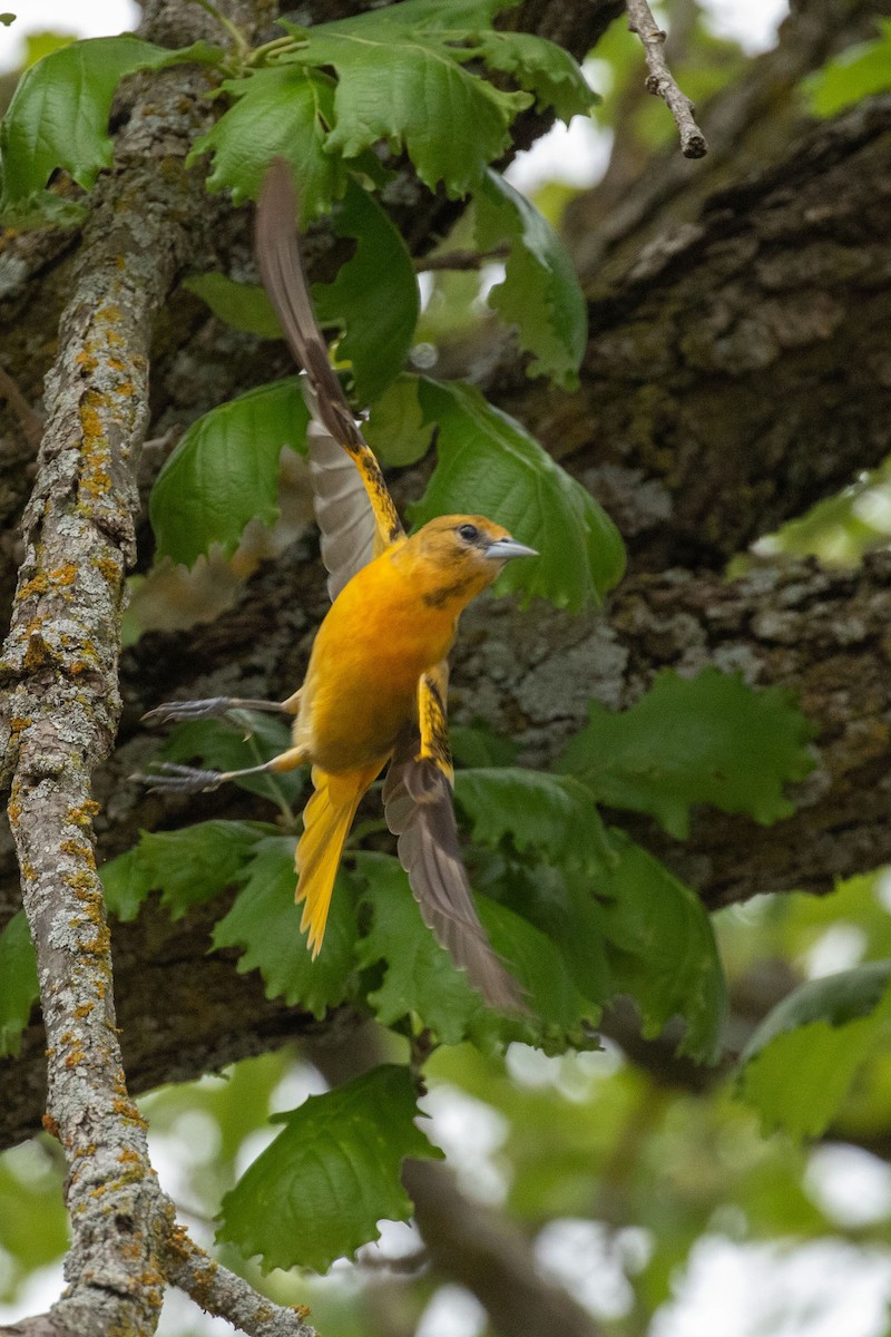 Baltimore Oriole - ML620732212